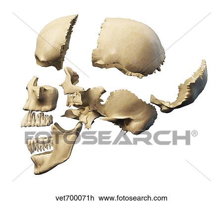 Side view of human skull with parts exploded. View Large Illustration Drawing - Side view of human skull with parts exploded.. Fotosearch