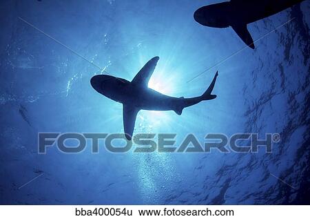 Stock Photograph - Silhouette of an oceanic whitetip shark with rays of light shining through.. Fotosearch
