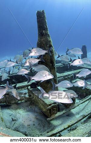 Silver grunts swmming around Treasure Wreck, Nassau, The Bahamas. View Large Photo Image Stock Photograph - Silver grunts swmming around Treasure Wreck, Nassau, The Bahamas.. Fotosearch