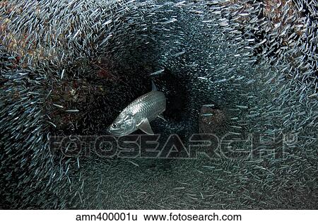 Silversides evading their prey, The Grotto, Grand Cayman. View Large Photo Image Stock Photograph - Silversides evading their prey, The Grotto, Grand Cayman.. Fotosearch