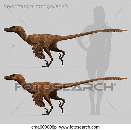 Size comparison of Velociraptor mongoliensis to a human. View Large Illustration Stock Illustration - Size comparison of Velociraptor mongoliensis to a human.. Fotosearch