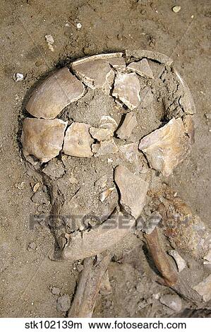 Picture - Skeletal remains discovered during dig at Mildenhall. Fotosearch
