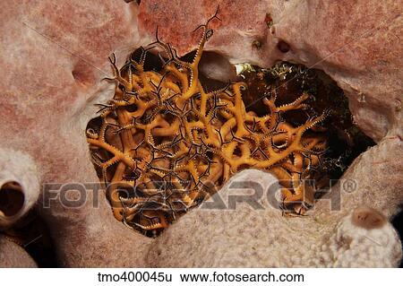 Stock Photograph - Small Basket Starfish hiding in a sponge.. Fotosearch