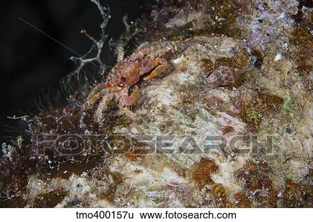 Small crab feeding at night. View Large Photo Image Stock Photograph - Small crab feeding at night.. Fotosearch