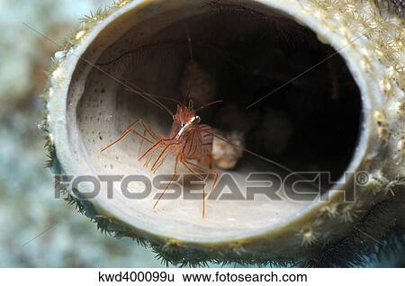 Small peppermint shrimp inside of tube sponge in Caribbean. View Large Photo Image Stock Photograph - Small peppermint shrimp inside of tube sponge in Caribbean.. Fotosearch
