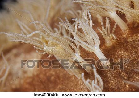Small polyps feeding, Bonaire, Caribbean Netherlands. View Large Photo Image Stock Photograph - Small polyps feeding, Bonaire, Caribbean Netherlands.. Fotosearch