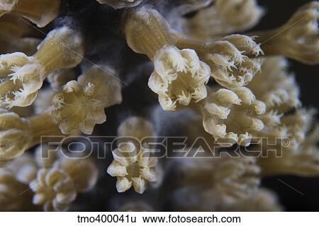 Small polyps feeding, Bonaire, Caribbean Netherlands. View Large Photo Image Stock Photograph - Small polyps feeding, Bonaire, Caribbean Netherlands.. Fotosearch
