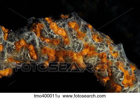 Small sea anenomes feeding at night. View Large Photo Image Stock Photograph - Small sea anenomes feeding at night.. Fotosearch