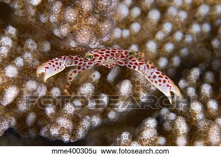 Small white crab with red spots on hard coral, Bali, Indonesia. View Large Photo Image Stock Photograph - Small white crab with red spots on hard coral, Bali, Indonesia.. Fotosearch