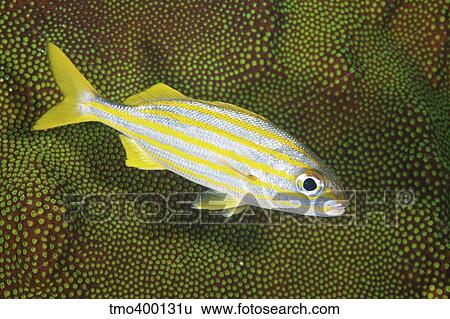 Stock Photograph - Smallmouth Grunt nestles against some hard coral.. Fotosearch