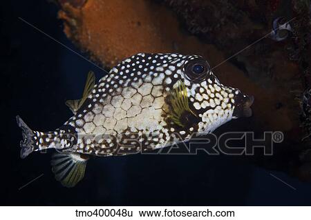 Smooth Trunkfish, Bonaire, Caribbean Netherlands. View Large Photo Image Stock Photograph - Smooth Trunkfish, Bonaire, Caribbean Netherlands.. Fotosearch