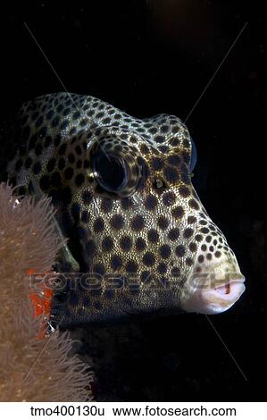 Stock Photograph - Smooth Trunkfish playing hide and seek.. Fotosearch