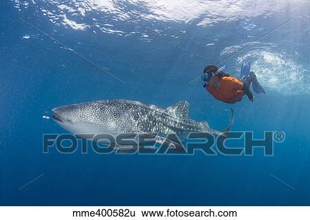 Stock Photograph - Snorkeler swimming with a whale shark.. Fotosearch