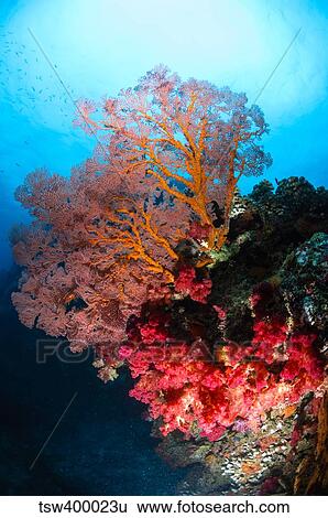 Soft coral and sea fan, Fiji. View Large Photo Image Stock Photograph - Soft coral and sea fan, Fiji.. Fotosearch