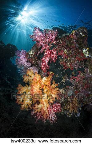 Soft coral and sunburst in Raja Ampat, Indonesia. View Large Photo Image Stock Photograph - Soft coral and sunburst in Raja Ampat, Indonesia.. Fotosearch