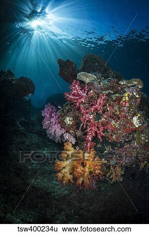 Soft coral and sunburst in Raja Ampat, Indonesia. View Large Photo Image Stock Photograph - Soft coral and sunburst in Raja Ampat, Indonesia.. Fotosearch