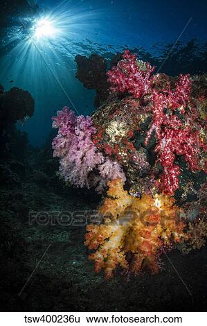 Soft coral and sunburst in Raja Ampat, Indonesia. View Large Photo Image Stock Photograph - Soft coral and sunburst in Raja Ampat, Indonesia.. Fotosearch