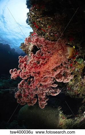 Soft coral, Fiji. View Large Photo Image Stock Photograph - Soft coral, Fiji.. Fotosearch