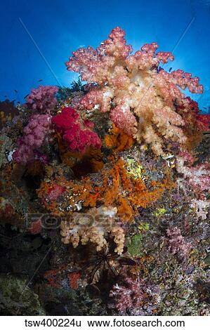 Soft coral in Raja Ampat, Indonesia. View Large Photo Image Stock Photograph - Soft coral in Raja Ampat, Indonesia.. Fotosearch