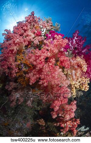 Soft coral in Raja Ampat, Indonesia. View Large Photo Image Stock Photograph - Soft coral in Raja Ampat, Indonesia.. Fotosearch