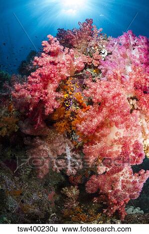 Soft coral in Raja Ampat, Indonesia. View Large Photo Image Stock Photograph - Soft coral in Raja Ampat, Indonesia.. Fotosearch