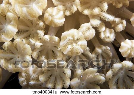 Soft coral polyps feeding, Papua New Guinea. View Large Photo Image Stock Photograph - Soft coral polyps feeding, Papua New Guinea.. Fotosearch