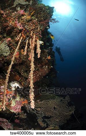 Soft coral reef, Indonesia. View Large Photo Image Stock Photograph - Soft coral reef, Indonesia.. Fotosearch