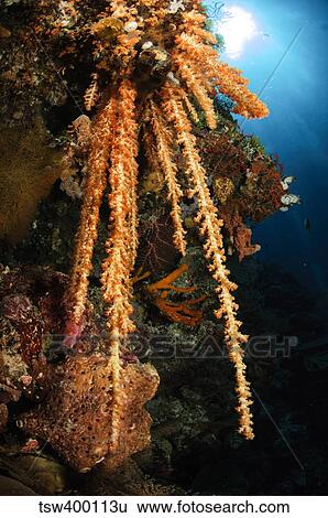 Soft coral reef seascape, Indonesia. View Large Photo Image Stock Photograph - Soft coral reef seascape, Indonesia.. Fotosearch