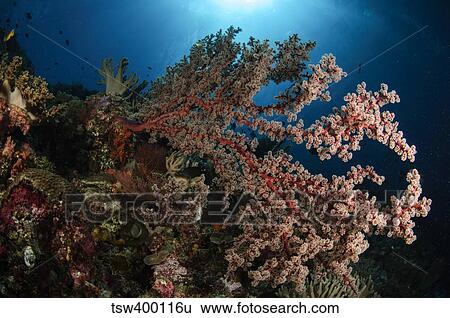 Soft coral reef seascape, Indonesia. View Large Photo Image Stock Photograph - Soft coral reef seascape, Indonesia.. Fotosearch