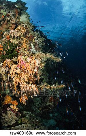 Soft coral seascape and rainbow runners, Indonesia. View Large Photo Image Stock Photograph - Soft coral seascape and rainbow runners, Indonesia.. Fotosearch