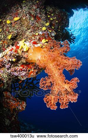 Soft coral seascape, Fiji. View Large Photo Image Stock Photograph - Soft coral seascape, Fiji.. Fotosearch