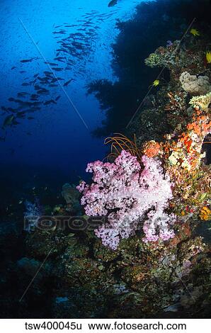 Stock Photograph - Soft coral seascape, Fiji.. Fotosearch