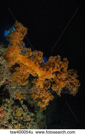 Soft coral seascape, Fiji. View Large Photo Image Stock Photograph - Soft coral seascape, Fiji.. Fotosearch