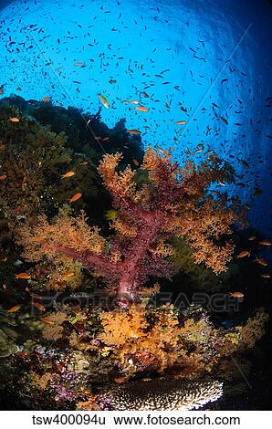 Soft coral seascape, Fiji. View Large Photo Image Stock Photograph - Soft coral seascape, Fiji.. Fotosearch