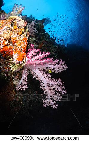 Stock Photograph - Soft coral seascape, Fiji.. Fotosearch