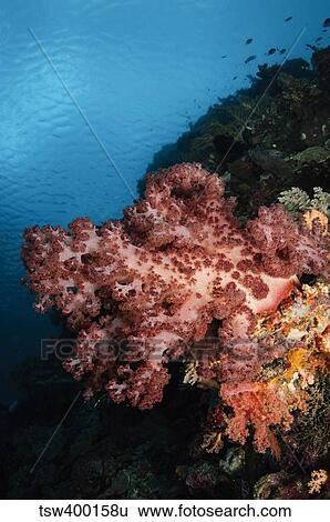 Soft coral seascape, Indonesia. View Large Photo Image Stock Photograph - Soft coral seascape, Indonesia.. Fotosearch