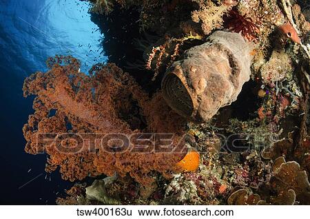 Soft coral seascape, Indonesia. View Large Photo Image Stock Photograph - Soft coral seascape, Indonesia.. Fotosearch
