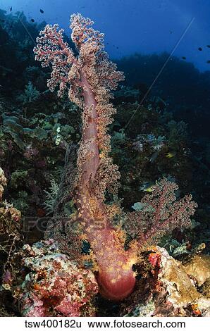 Stock Photograph - Soft coral seascape, Indonesia.. Fotosearch