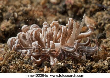 Stock Photograph - Solar-powered nudibranch, North Sulawesi, Indonesia.. Fotosearch