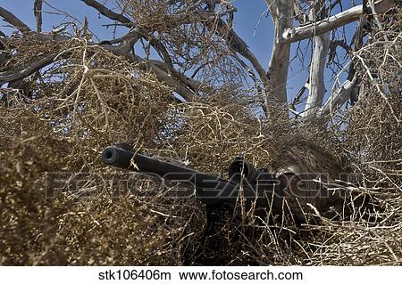 Soldier demonstrates how camouflaged ghillie suits blend into their surroundings. View Large Photo Image Picture - Soldier demonstrates how camouflaged ghillie suits blend into their surroundings.. Fotosearch