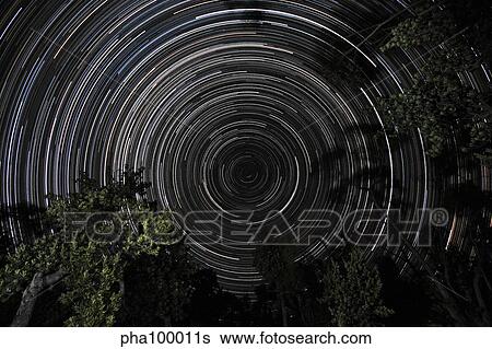Southern Sky star trails over Banksia Trees. View Large Photo Image Stock Photograph - Southern Sky star trails over Banksia Trees.. Fotosearch