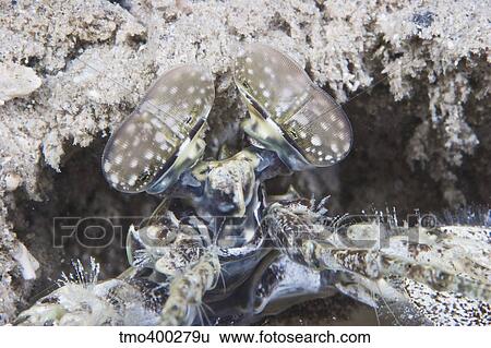 Spearing mantis shrimp, Paupua New Guinea. View Large Photo Image Stock Photograph - Spearing mantis shrimp, Paupua New Guinea.. Fotosearch