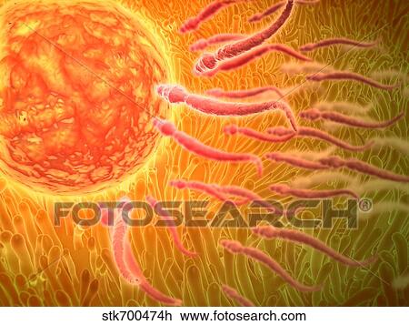 Drawing - Sperm traveling towards egg with cellia.. Fotosearch