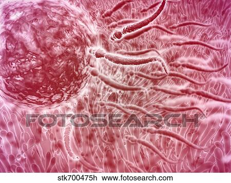 Drawing - Sperm traveling towards egg with cellia.. Fotosearch