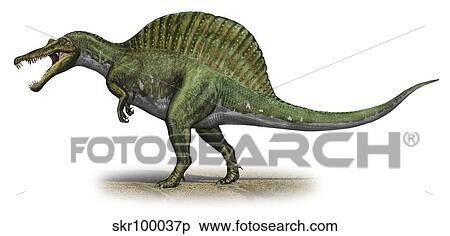Spinosaurus aegyptiacus, a prehistoric era dinosaur. View Large Illustration Stock Illustration - Spinosaurus aegyptiacus, a prehistoric era dinosaur.. Fotosearch