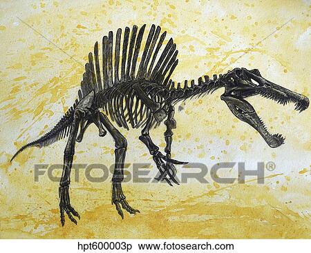 Spinosaurus dinosaur skeleton. View Large Illustration Stock Illustration - Spinosaurus dinosaur skeleton.. Fotosearch