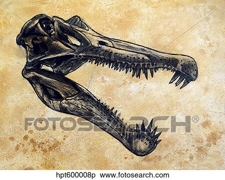 Spinosaurus dinosaur skull. View Large Illustration Stock Illustration - Spinosaurus dinosaur skull.. Fotosearch