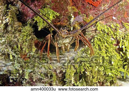 Spiny lobster hiding in the reef, Nassau, The Bahamas. View Large Photo Image Stock Photograph - Spiny lobster hiding in the reef, Nassau, The Bahamas.. Fotosearch