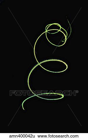 Stock Photograph - Spiral coral whip on black background.. Fotosearch