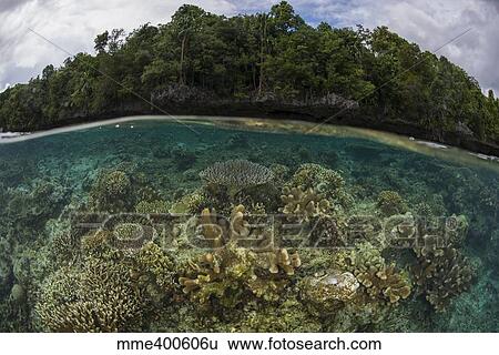 Split image of shallow hard coral reef in front of island with virgin forest. View Large Photo Image Stock Photograph - Split image of shallow hard coral reef in front of island with virgin forest.. Fotosearch